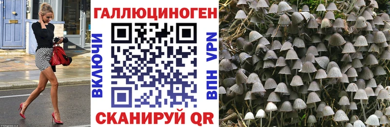 Галлюциногенные грибы Psilocybe Реутов