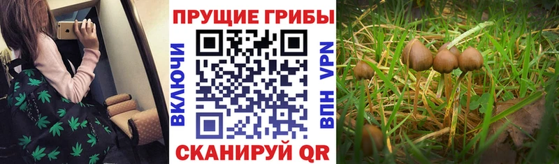 что такое наркотик  Реутов  Галлюциногенные грибы мицелий 